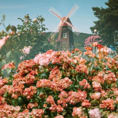 黄金圣衣无敌版